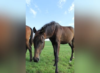 Oldenburgo, Yegua, 2 años, Morcillo