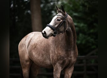 Oldenburgo, Yegua, 3 años, 154 cm, Red Dun/Cervuno