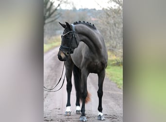 Oldenburgo, Yegua, 3 años, 156 cm, Castaño oscuro