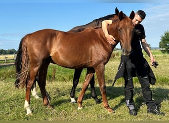 Oldenburgo, Yegua, 3 años, 160 cm, Alazán