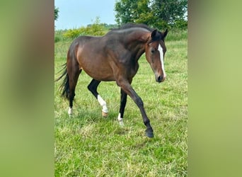 Oldenburgo, Yegua, 3 años, 160 cm, Castaño oscuro