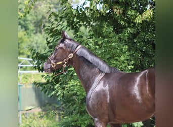 Oldenburgo, Yegua, 3 años, 160 cm, Negro