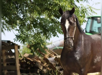 Oldenburgo, Yegua, 3 años, 160 cm, Negro