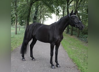 Oldenburgo, Yegua, 3 años, 160 cm, Negro
