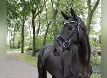 Oldenburgo, Yegua, 3 años, 160 cm, Negro