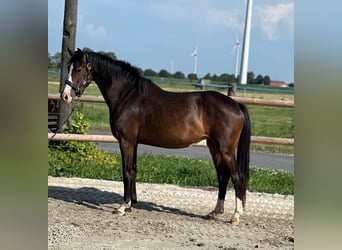 Oldenburgo, Yegua, 3 años, 161 cm, Morcillo