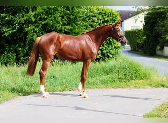 Oldenburgo, Yegua, 3 años, 162 cm, Alazán