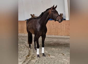 Oldenburgo, Yegua, 3 años, 162 cm, Castaño oscuro