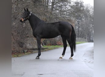 Oldenburgo, Yegua, 3 años, 162 cm, Castaño oscuro