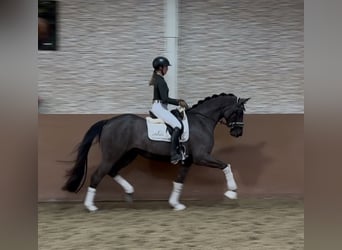 Oldenburgo, Yegua, 3 años, 162 cm, Morcillo