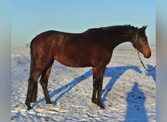 Oldenburgo, Yegua, 3 años, 163 cm, Castaño