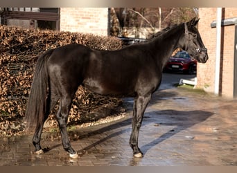 Oldenburgo, Yegua, 3 años, 164 cm, Negro