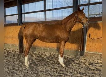 Oldenburgo, Yegua, 3 años, 165 cm, Alazán
