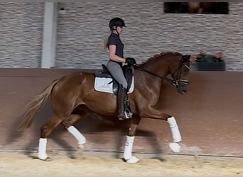 Oldenburgo, Yegua, 3 años, 165 cm, Alazán