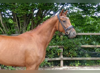 Oldenburgo, Yegua, 3 años, 165 cm, Alazán