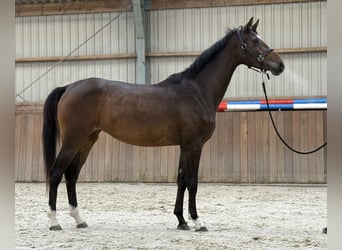 Oldenburgo, Yegua, 3 años, 165 cm, Castaño oscuro