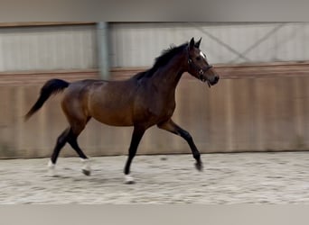 Oldenburgo, Yegua, 3 años, 165 cm, Castaño oscuro