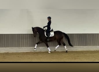 Oldenburgo, Yegua, 3 años, 165 cm, Morcillo