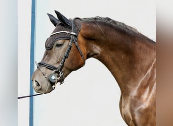 Oldenburgo, Yegua, 3 años, 165 cm, Morcillo