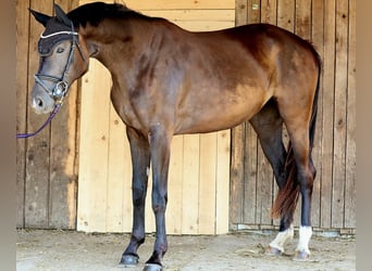 Oldenburgo, Yegua, 3 años, 165 cm, Morcillo