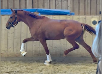 Oldenburgo, Yegua, 3 años, 166 cm, Alazán