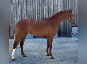 Oldenburgo, Yegua, 3 años, 166 cm, Alazán