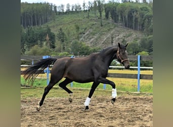 Oldenburgo, Yegua, 3 años, 166 cm, Castaño oscuro