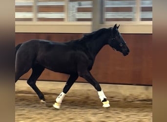 Oldenburgo, Yegua, 3 años, 166 cm, Negro