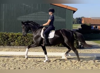 Oldenburgo, Yegua, 3 años, 166 cm, Negro
