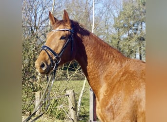 Oldenburgo, Yegua, 3 años, 167 cm, Alazán