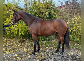 Oldenburgo, Yegua, 3 años, 167 cm, Castaño