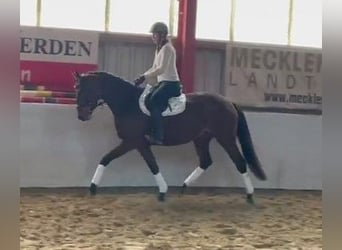 Oldenburgo, Yegua, 3 años, 167 cm, Castaño