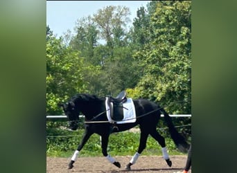 Oldenburgo, Yegua, 3 años, 167 cm, Negro