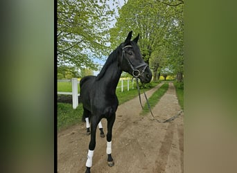 Oldenburgo, Yegua, 3 años, 167 cm, Negro