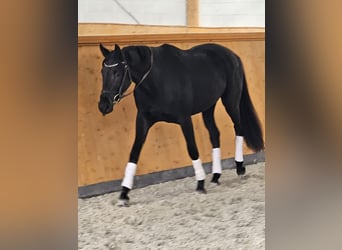 Oldenburgo, Yegua, 3 años, 167 cm, Negro