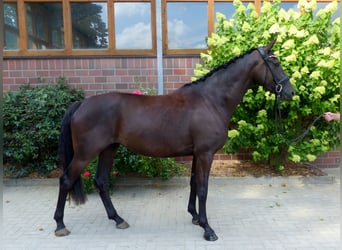 Oldenburgo, Yegua, 3 años, 167 cm, Negro