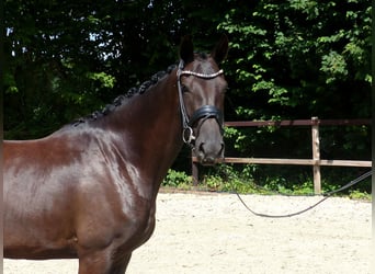 Oldenburgo, Yegua, 3 años, 167 cm, Negro