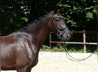 Oldenburgo, Yegua, 3 años, 167 cm, Negro