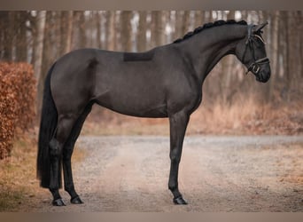 Oldenburgo, Yegua, 3 años, 167 cm, Negro