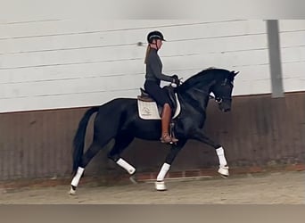 Oldenburgo, Yegua, 3 años, 167 cm, Negro