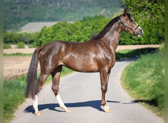 Oldenburgo, Yegua, 3 años, 168 cm, Alazán