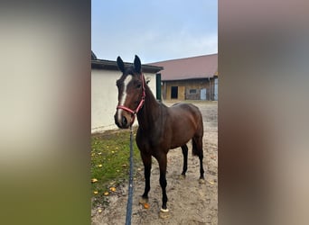 Oldenburgo, Yegua, 3 años, 168 cm, Alazán-tostado