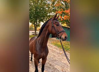 Oldenburgo, Yegua, 3 años, 168 cm, Alazán-tostado
