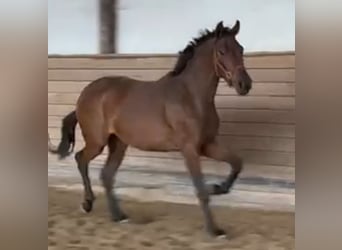 Oldenburgo, Yegua, 3 años, 168 cm, Castaño