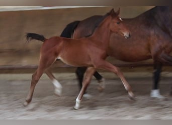 Oldenburgo, Yegua, 3 años, 168 cm, Castaño