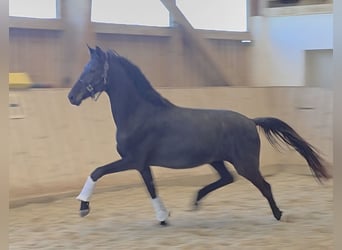 Oldenburgo, Yegua, 3 años, 168 cm, Negro