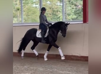 Oldenburgo, Yegua, 3 años, 169 cm, Castaño oscuro