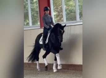 Oldenburgo, Yegua, 3 años, 169 cm, Castaño oscuro