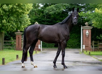 Oldenburgo, Yegua, 3 años, 169 cm, Negro