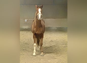 Oldenburgo, Yegua, 3 años, 170 cm, Alazán-tostado